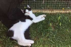 Lost Cat