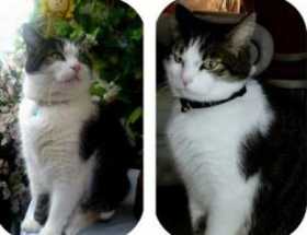 Lost Cat