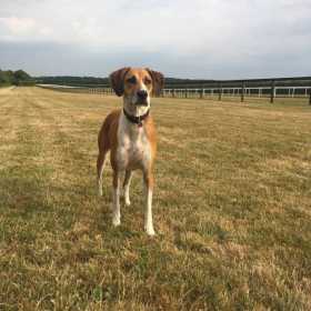 Lost Dog