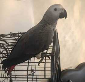 Lost African Grey