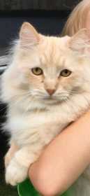 Lost Cat