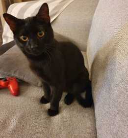 Lost Cat