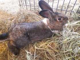 Lost Rabbit