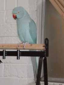 Lost Indian Ringneck Parakeet