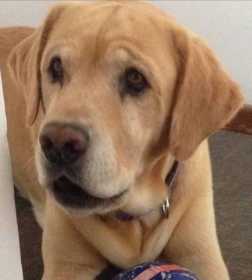 Lost Dog