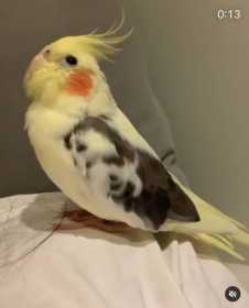 Lost Cockatiel