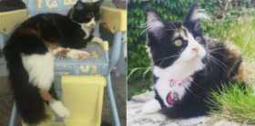 Lost Cat
