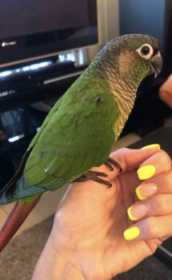 Lost Conure