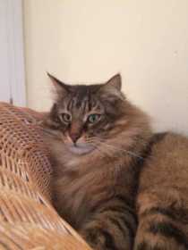 Lost Cat