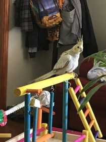 Lost Cockatiel