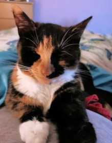 Lost Cat