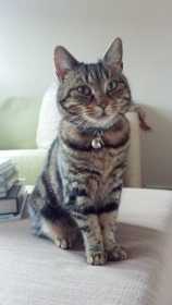 Lost Cat