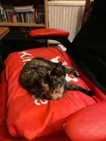 Lost Cat