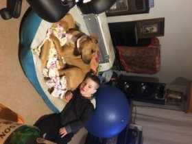 Lost Dog