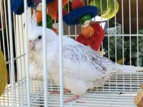 Lost Cockatiel