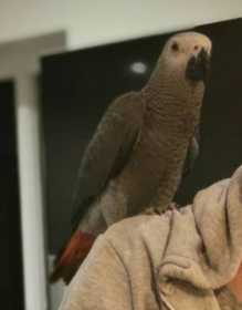 Lost African Grey