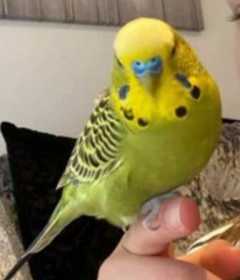 Lost Budgerigar