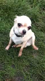 Lost Dog