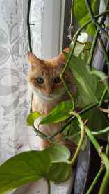 Lost Cat