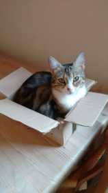 Lost Cat