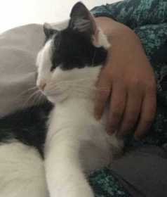 Lost Cat