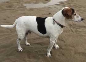 Lost Dog