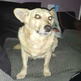 Lost Dog