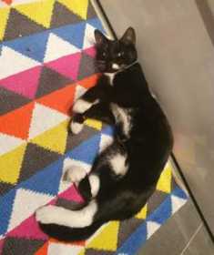 Lost Cat