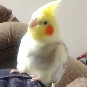 Lost Cockatiel