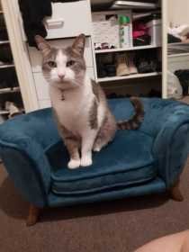 Lost Cat