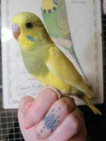 Lost Budgerigar