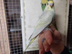 Lost Budgerigar