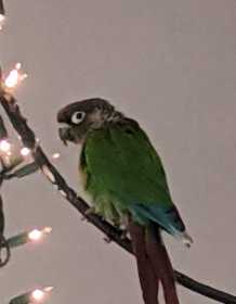 Lost Conure