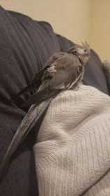 Lost Cockatiel