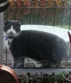 Lost Cat