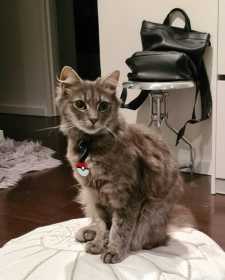 Lost Cat