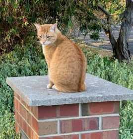 Lost Cat