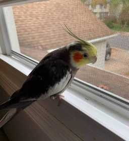 Lost Cockatiel