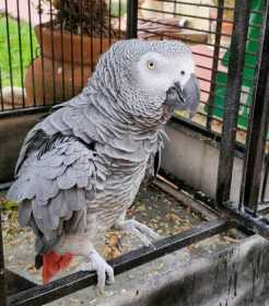 Lost African Grey