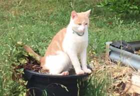 Lost Cat