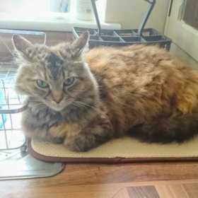 Lost Cat