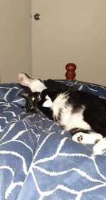 Lost Cat