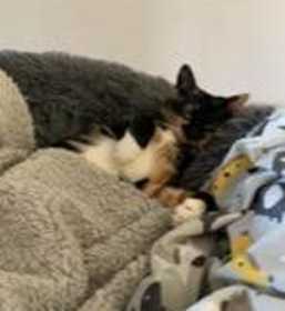 Lost Cat