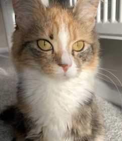 Lost Cat