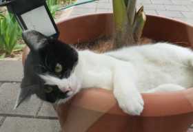 Lost Cat
