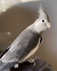 Lost Cockatiel