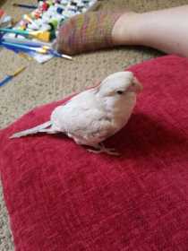 Lost Cockatiel