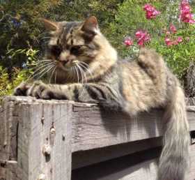 Lost Cat