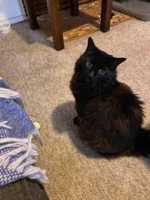 Lost Cat
