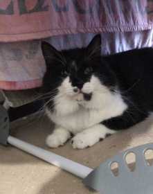 Lost Cat